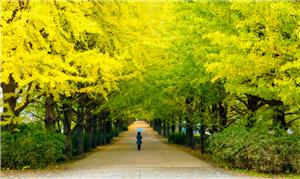 Những địa điểm ngắm mùa lá đỏ Nhật Bản đẹp nhất 2023